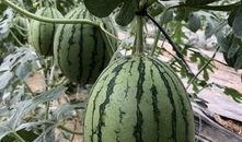 吃瓜网红音乐有哪些,盘点吃瓜网红们的热门音乐